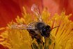 bees under underground nesting exterminate ground rid sheds ehow exterminator hive bee
