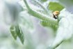 how to get rid of whiteflies in your vegetable garden ehow how to get rid of whiteflies in your vegetable garden ehow
