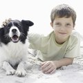 Pet-Friendly Beach Houses on the Gulf Shores of Alabama
