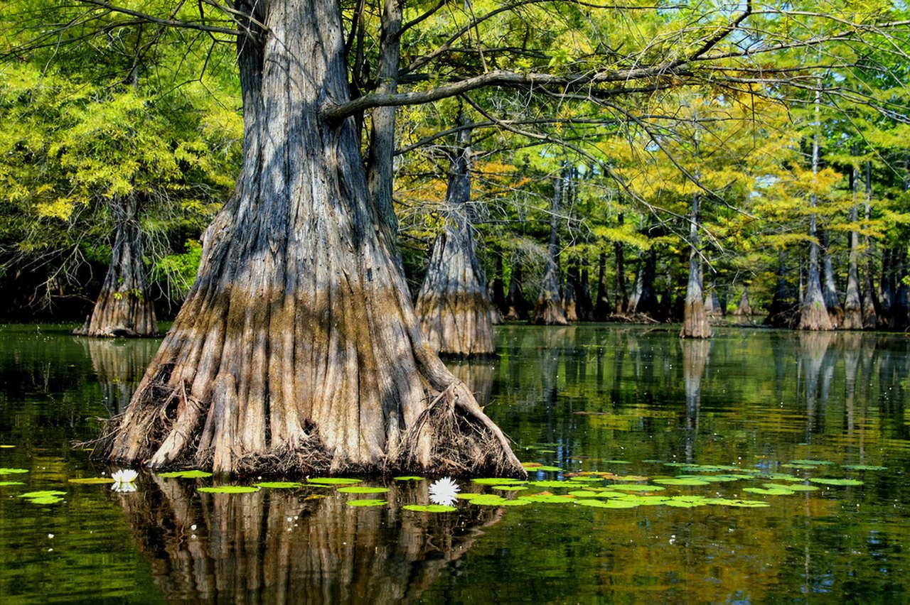 Болотные деревья Луизианы