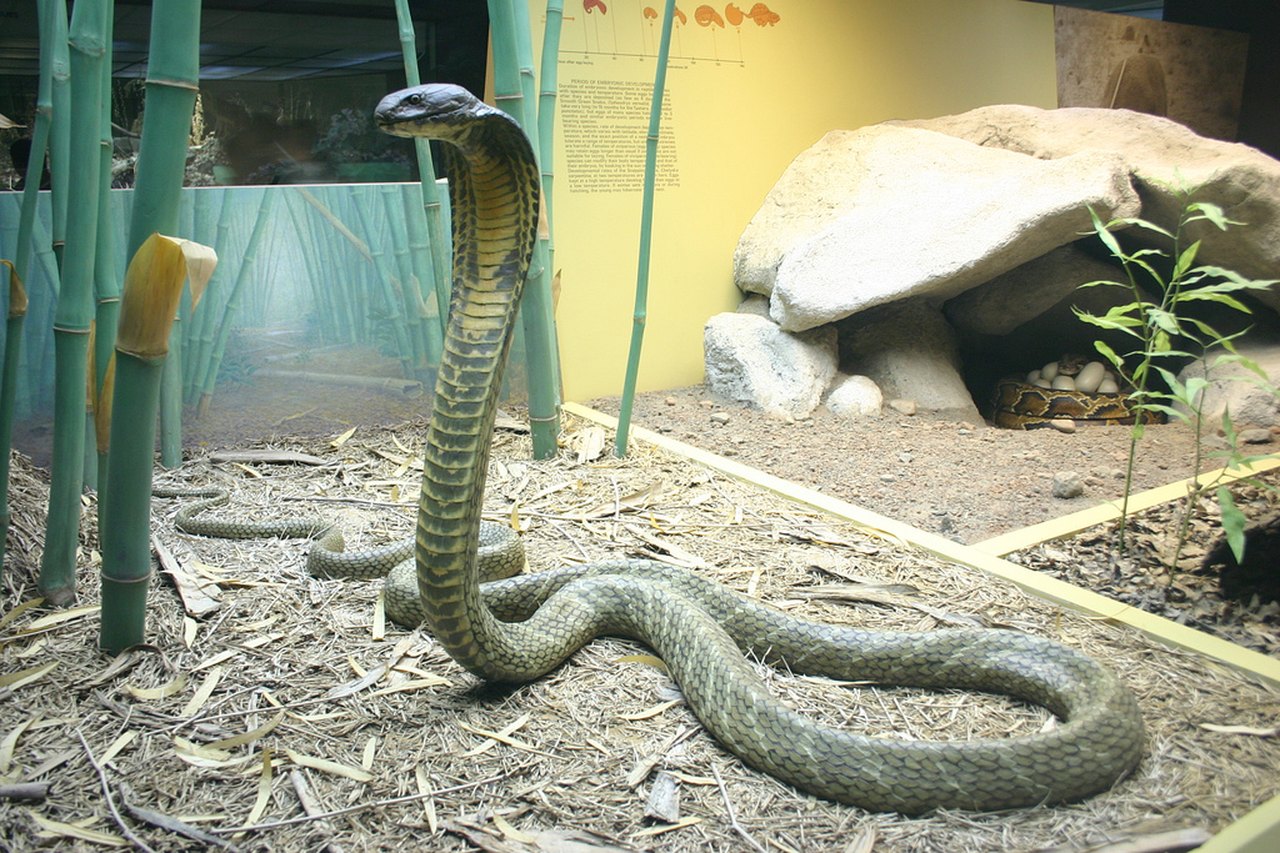 King Cobra  San Diego Zoo