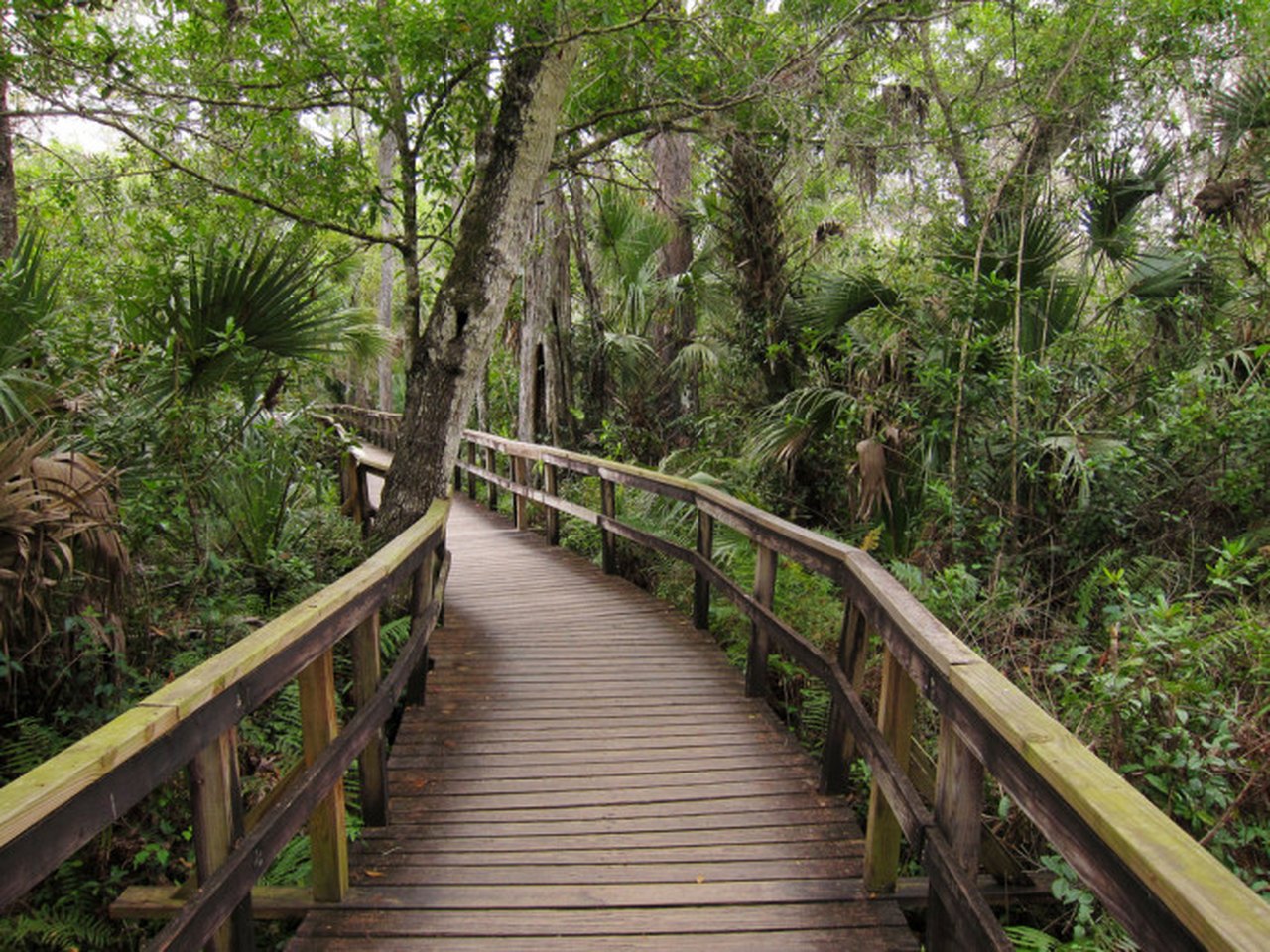 Флорида лес