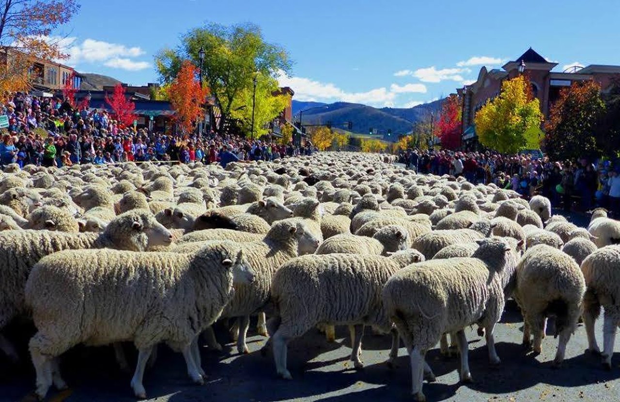 The Trailing Of The Sheep Festival In Sun Valley, Idaho