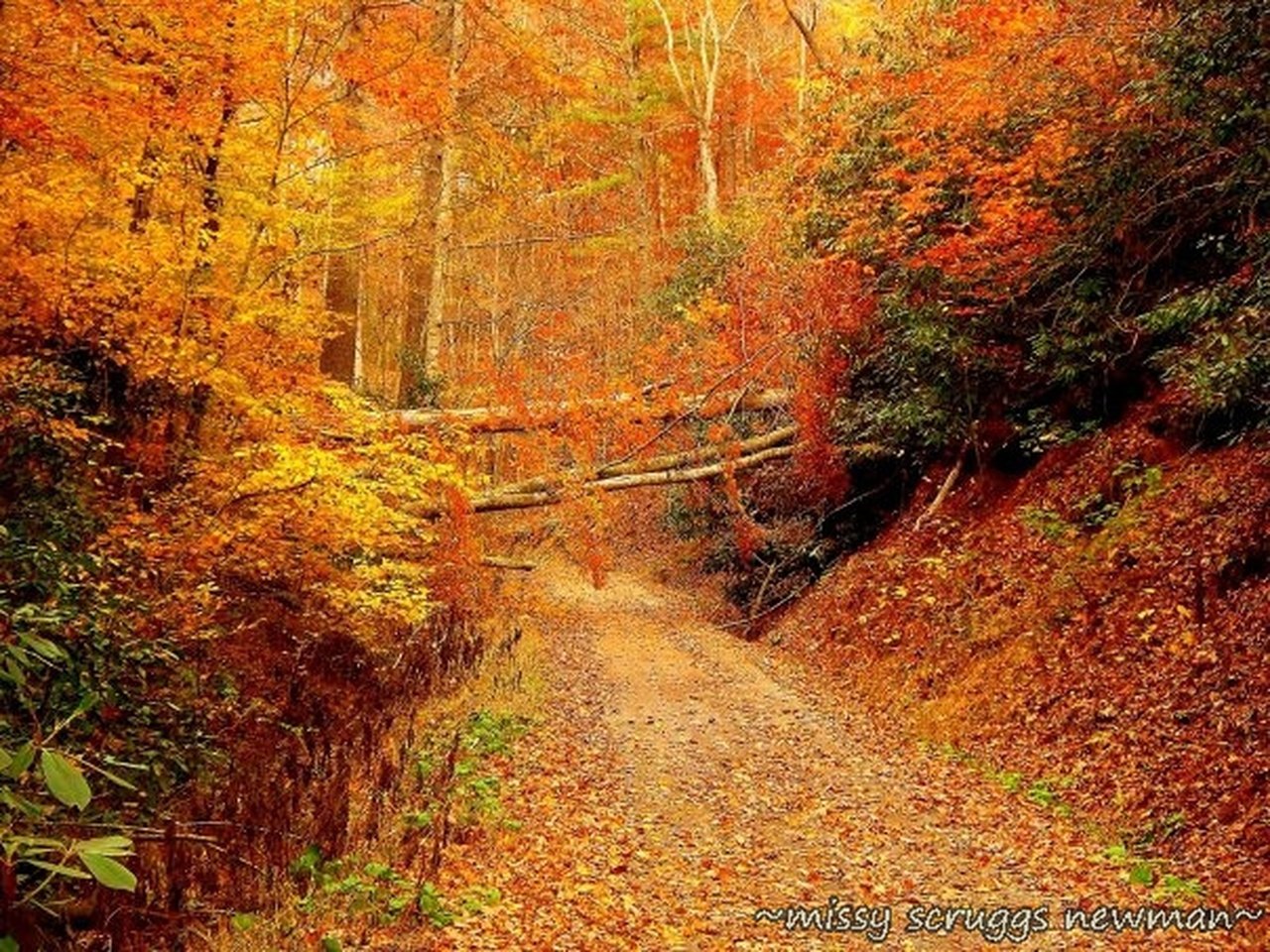 20 of the Most Beautiful Photos of Fall In Tennessee