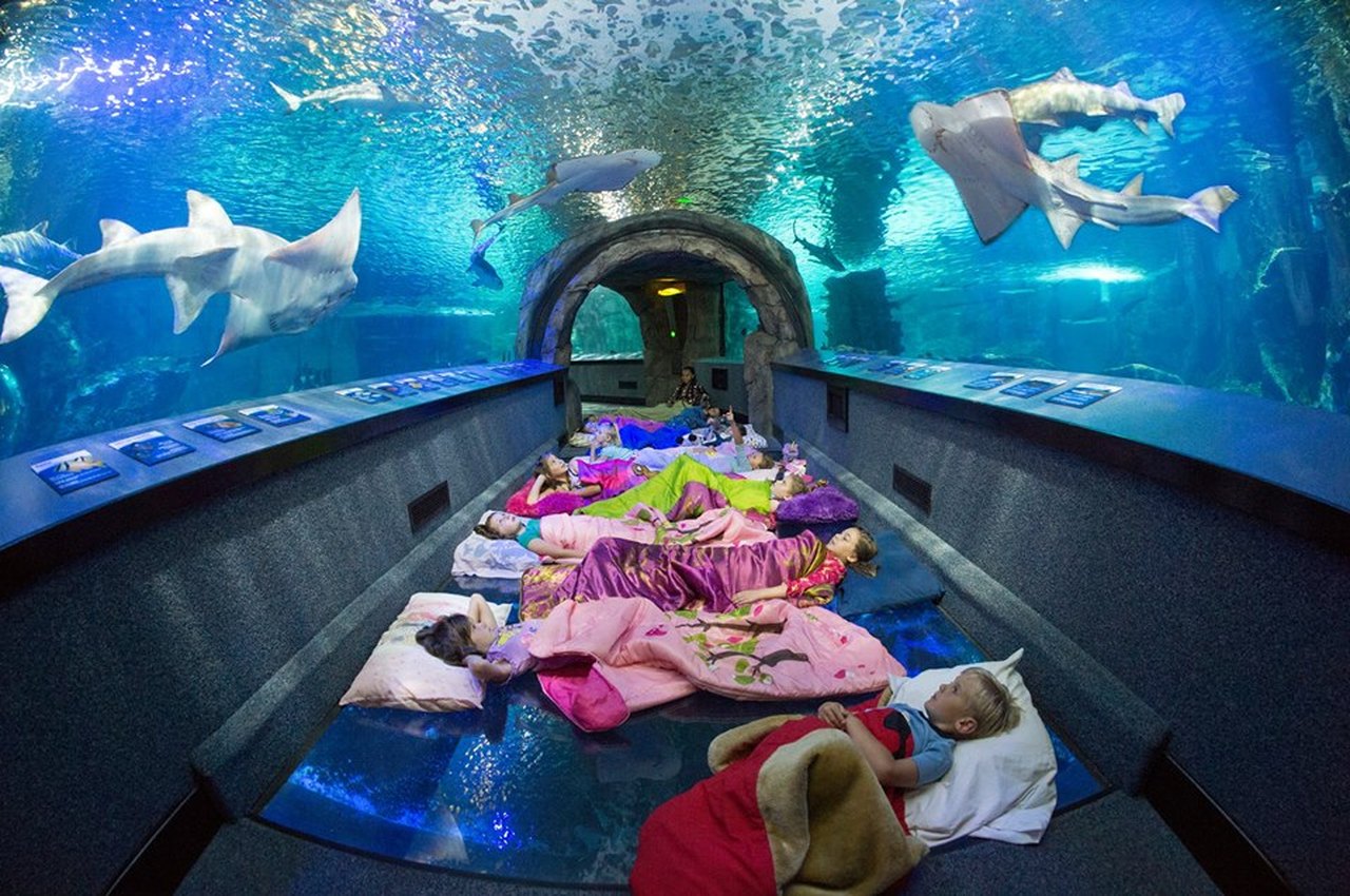 Overnight Adventures At The Newport Aquarium Near Cincinnati Will Leave