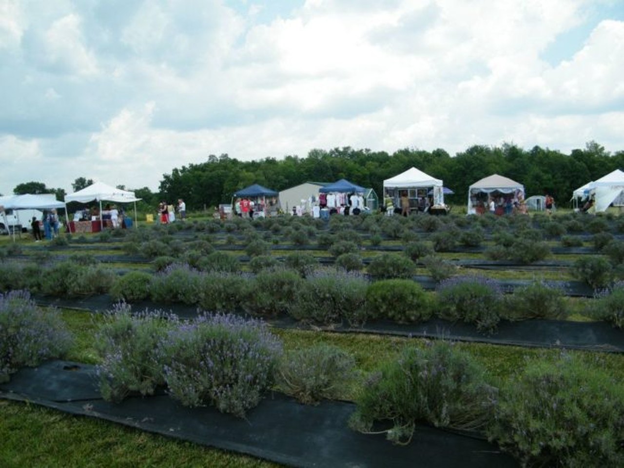 Ohio's Annual Lavender Festival at Peaceful Acres Lavender Farm
