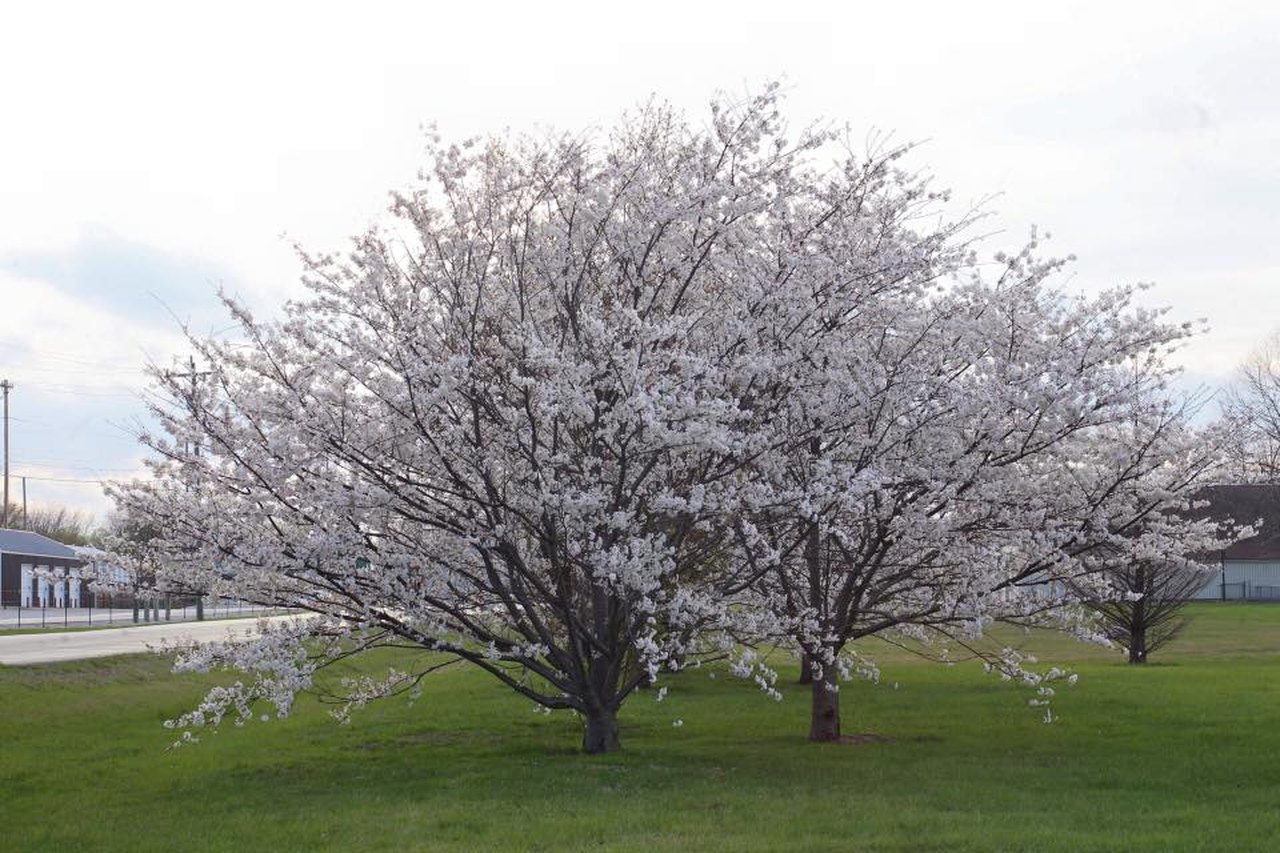 The Cherry Blossom Festival In Missouri Is A Must Visit This Spring