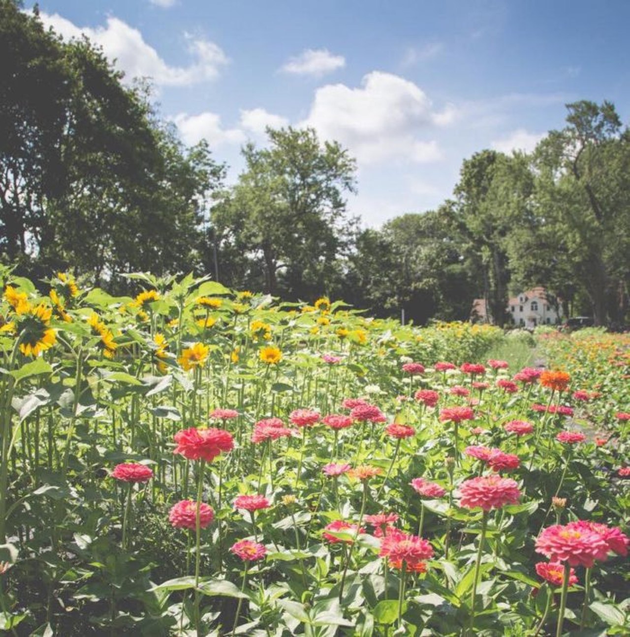 Visit The 5 Most Beautiful Flower Fields In Massachusetts