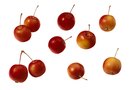 cutie orange trees for sale cutie orange trees for sale