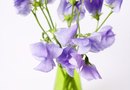 how to make amaryllis blooms last longer