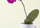 how to grow prune phalaenopsis orchids home guides sf gate how to grow prune phalaenopsis orchids home guides sf gate