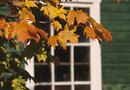 Tree Worms in Maple Trees  Home Guides  SF Gate