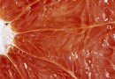 does grapefruit really burn fat does grapefruit really burn fat