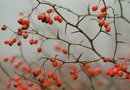 What Bushes Have Red Berries & Ivy Like Leaves? | Home Guides | SF Gate