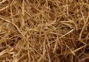 How to Plant Grass Seed Under Straw | Home Guides | SF Gate