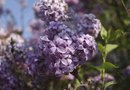 Mildew on Lilac Leaves | Home Guides | SF Gate