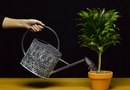 tomoto plants droppy from overwatering tomoto plants droppy from overwatering