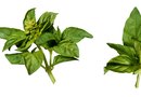 How Long Does It Take For Sweet Basil From Seed To Mature 103