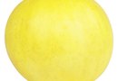 canary honeydew melon