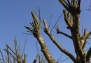 When do you trim crepe myrtle trees, Ballwin MO
