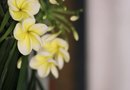 How to Propagate Adenium Obesum Garden Guides