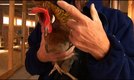 Video The Difference Between Hens Amp Roosters Ehow