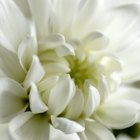 Flower Arrangement Delivery To Catholic And Funerals In Image Led Plan A Catholic Funeral Step 4