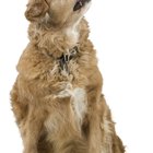 How to Make Dragon Wings for Dogs - Our Pastimes