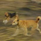 Can Food Allergies Hypoglycemia In Dogs Can Food Allergies Hypoglycemia In Dogs