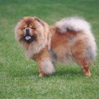 chow chows winter combs dematting dog coats
