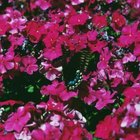 Photos.com/Photos.com/Getty Images Phlox flowers cluster at the top of the plant.