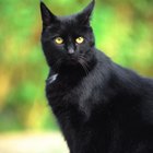 Cat Food Forkidneyfailure Cat Food Forkidneyfailure