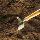 Comstock/Comstock/Getty Images Dig out any parts of the Mexican primrose that remain.