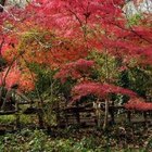 Jupiterimages/Photos.com/Getty Images Japanese maples are small trees that grow well in the shade.
