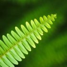 John Foxx/Stockbyte/Getty Images Ferns reproduce by spores found on the underside of leaves.
