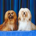 shih tzu coat change do the colors of the shih tzu s coat change sometimes pets shih tzu coat change do the colors of the shih tzu s coat change sometimes pets