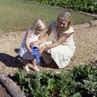 Polka Dot Images/Polka Dot/Getty Images When temperatures soar, vegetable gardens may need extra water.