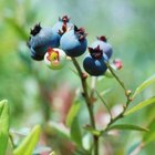 Photos.com/Photos.com/Getty Images Both highbush blueberry and huckleberry bushes bear deep blue-black berries.