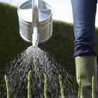 Martin Poole/Digital Vision/Getty Images Asparagus grows well in U.S. Department of Agriculture plant hardiness zones 2 through 8.