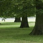 Photodisc/Photodisc/Getty Images Oaks are the national tree of the United States.