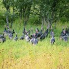 Medioimages/Photodisc/Photodisc/Getty Images Wild turkeys visit fields to search for food throughout the year.