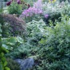 Ryan McVay/Stockbyte/Getty Images Heavenly bamboo is a hardy ornamental choice for many types of garden.