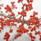 Polka Dot Images/Polka Dot/Getty Images Just like pyracantha bush, holly bushes provide ornamental interest in winter.