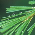 Comstock/Comstock/Getty Images Keep conifers vigorous and healthy to prevent pest problems.