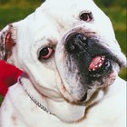 pug skin problems home remedies cornstarch for bulldog wrinkles pets pug skin problems home remedies cornstarch for bulldog wrinkles pets