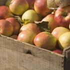 Jupiterimages/Creatas/Getty Images A home harvest of apples brings good eating and cooking.