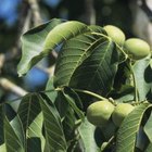 Tom Brakefield/Stockbyte/Getty Images Three different insects can eat into black walnut husks.