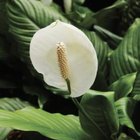 Medioimages/Photodisc/Valueline/Getty Images Peace lilies signal discomfort and disease with yellow leaves.