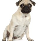 why do dogs scoot the best flooring for dogs in the house pets why do dogs scoot the best flooring for dogs in the house pets
