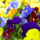 Jupiterimages/Photos.com/Getty Images Colorful pansies will self-seed if you allow them to.
